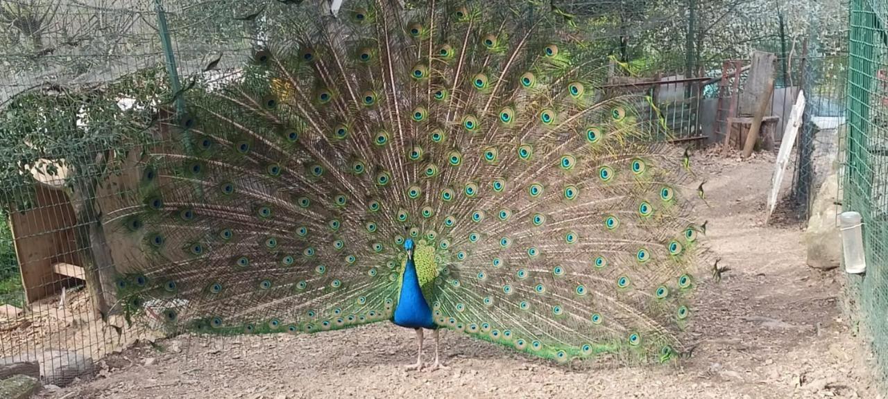 Il Giardino Dei Pavoni Hotel Soviore Buitenkant foto